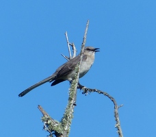 Northern Mockingbird